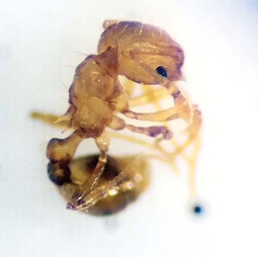 The case of the stinging hitchhiker News, Sports, Jobs Maui News